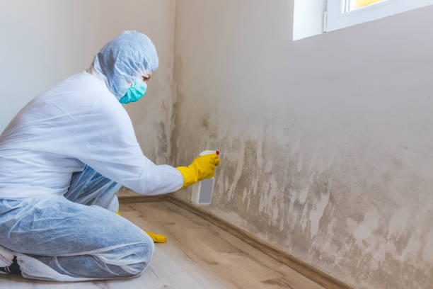 Mold Remediation specialist working in Rocky Ridge