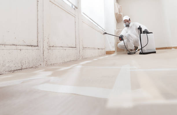 Black mold remediation team in Rocky Ridge