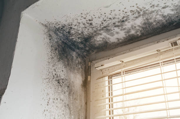 Mold Removal service in Rocky Ridge